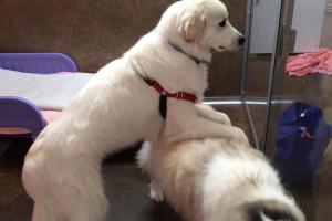 Cape Cod Pet Resort