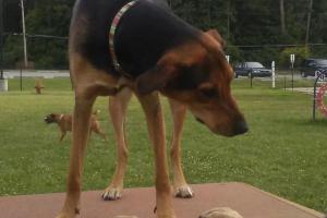 Pawster Park