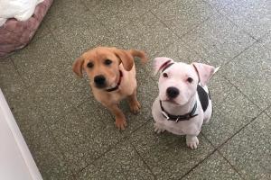 Snaggle Foot - Chesterfield