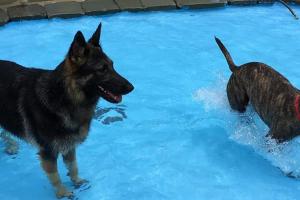 Purr'n Pooch Pet Resort