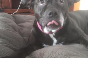 Uptown Girls Pet Services