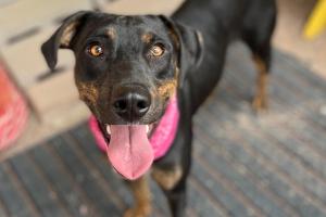 Desert Haven Animal Refuge - Sierra County Humane Society