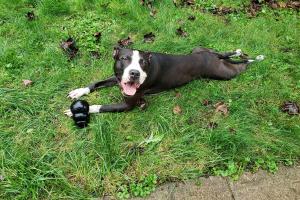 Tranquil Trails Pet Care