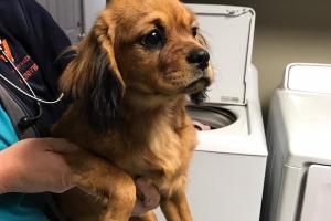 Hartland Animal Hospital