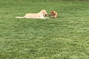 Blackbird Park Dog Park