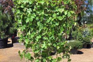 Fort Collins Nursery
