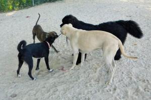 Manchester Dog Park