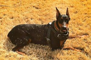 Off Leash K9 Training Alabama