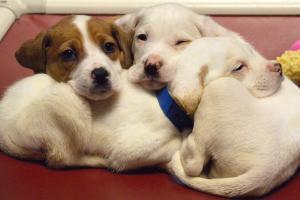 Wisconsin Humane Society Ozaukee Campus