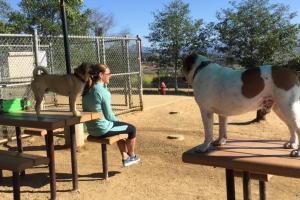Baron Von Willard Memorial Dog Park