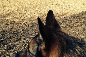 Melrose Dog Park