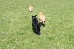 Bender Fields Dog Park