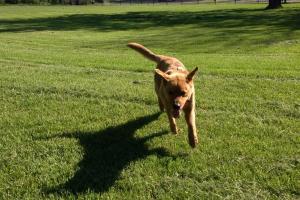 Phillips Park Dog Park