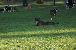 Glass City Dog Park