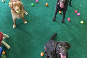 Appletree Kennels, LLC