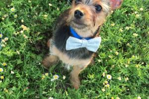 McAllen Dog Park