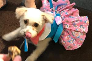 Pet Palace  II
