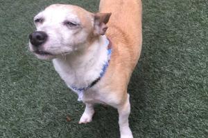 Bed and Biscuit Doggie Daycare and Boarding