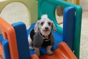 Four Paws Daycare