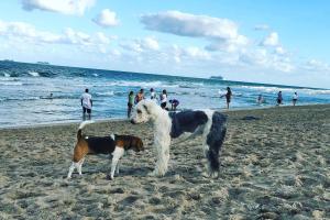 Canine Beach