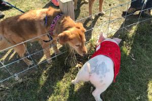 Richardson Adventure Farm