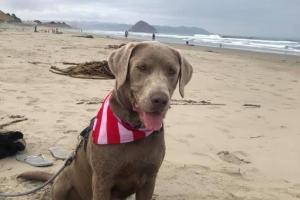 Morro Bay Dog Beach