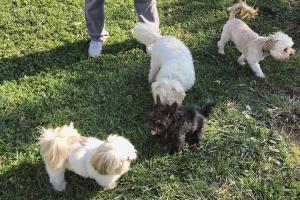 Green Valley Forest Preserve Dog Park