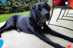 Pet Pals of Atascocita