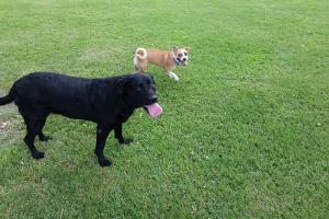 Quail Run Dog Park