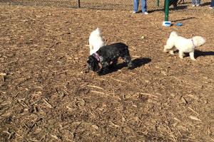 Allen Township Dog Park