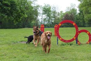 Harris Family Dog Park at Old Settlers Park - Paddock Lake