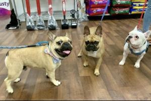 Worldwide Pet Products