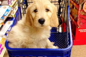 PetSmart Potomac Mills