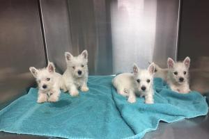 Doyle Veterinary Center, PLLC