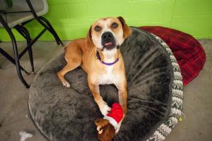 Paws Crossed Animal Rescue