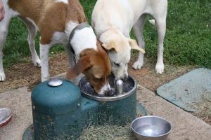 Johnson City Dog Park