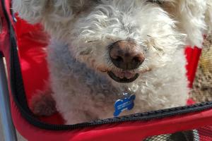 Love All Pets - Pet Sitting and Care