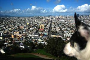 Bernal Hill Dog Park at Bernal Heights