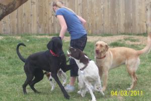 Salina Animal Shelter's Dog Park