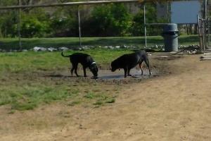 East State Street Dog Park