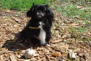 Crescent Lake Dog Park