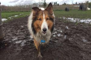 Summerlake Park Dog Park