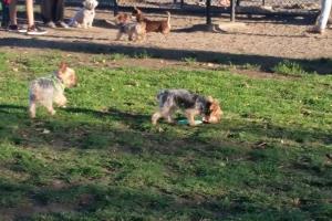 David R. Gafin Dog Park