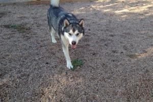 Broadview Kennels, Grooming & Training