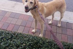 Pampered Pet Pet Sitting Services