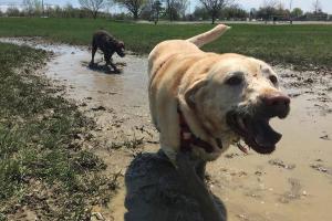 Doggie Latchkey