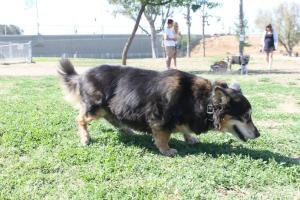 Cody Kelly Bark Park