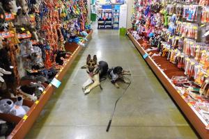 Topline K9 Solutions