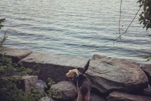 East End Beach at Eastern Promenade Park Off-Leash Area