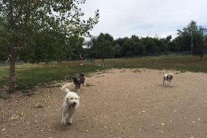 Englewood Canine Corral
